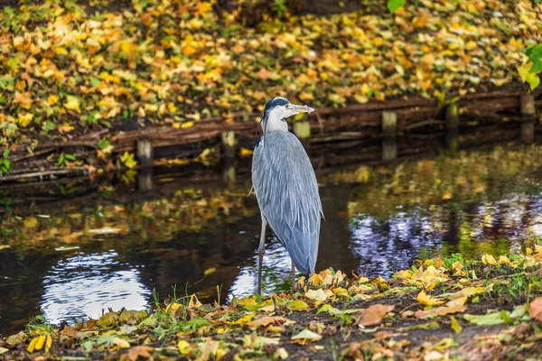 Grey Heron Ardea Cinerea Canal Autumn Park Wading Bird Family — Stock Photo, Image