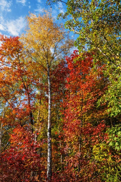 10月の晴れた日には 落葉樹林のオークや白樺の木の鮮やかな秋の紅葉 — ストック写真