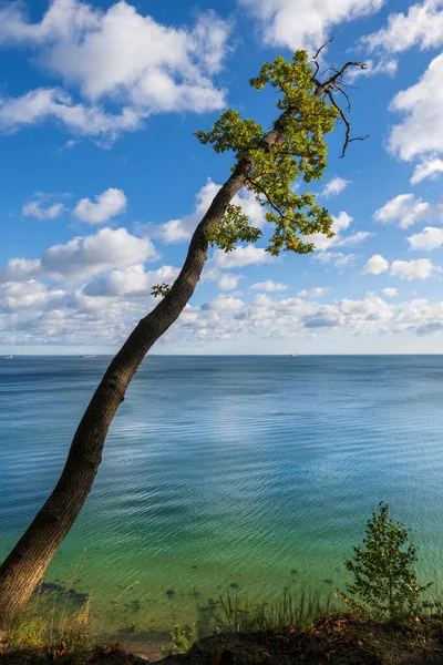 Μοναχικό Δέντρο Που Γέρνει Πάνω Από Βαλτική Θάλασσα Την Ηλιόλουστη — Φωτογραφία Αρχείου