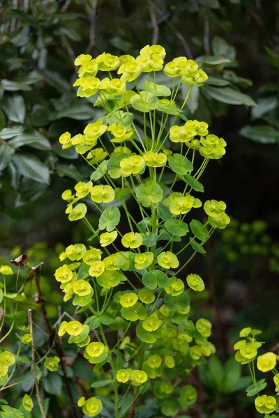 Euphorbia Amygdaloides Var Robbiae Wood Spurge Bushy Evergreen Perennial Flowering — Stock Photo, Image