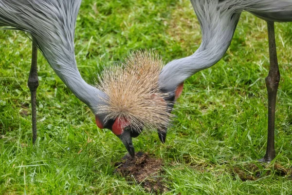 Couple Grey Crowned Cranes Balearica Regulorum Gibbericeps Digging Grass Other — Stock Photo, Image