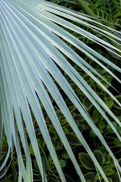 Мексиканская Голубая Пальма Brahea Armata Лист Известный Голубой Хеспер Пальмы — стоковое фото