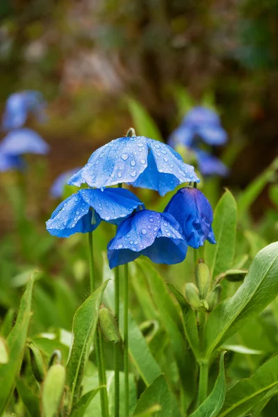 Himalaya Blauwe Poppy Meconopsis Slieve Donard Bloeiende Bloemen Met Regendruppels — Stockfoto