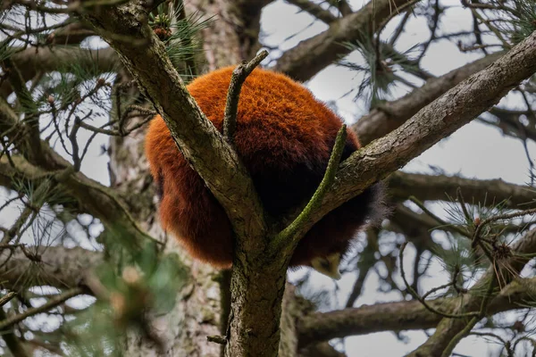 Kırmızı Panda Ailurus Fulgens Bir Ağaç Dalında Uyuyan Tüylü Top — Stok fotoğraf