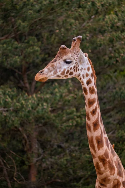 Girafe Giraffa Camelopardalis Portrait Contre Les Arbres Grand Animal Terrestre — Photo