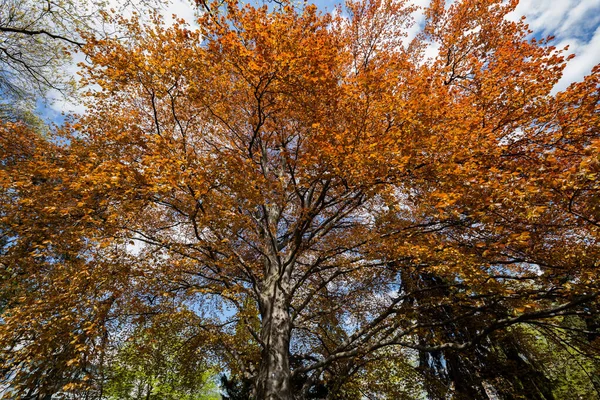 Oude Majestueuze Koperen Beukenboom Het Voorjaar — Stockfoto