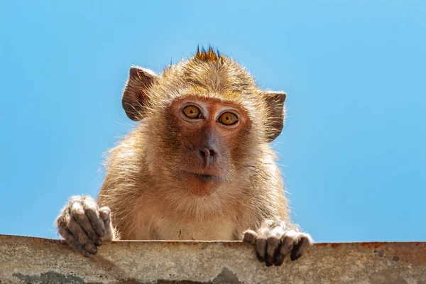 Ritratto Macaco Mangiatore Granchi Macaca Fascicularis Macaco Dalla Coda Lunga — Foto Stock