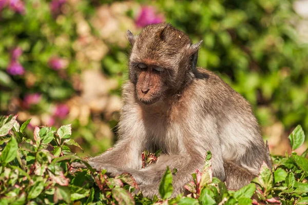 Macaco Mangiatore Granchi Macaca Fascicularis Macaco Dalla Coda Lunga Fogliame — Foto Stock