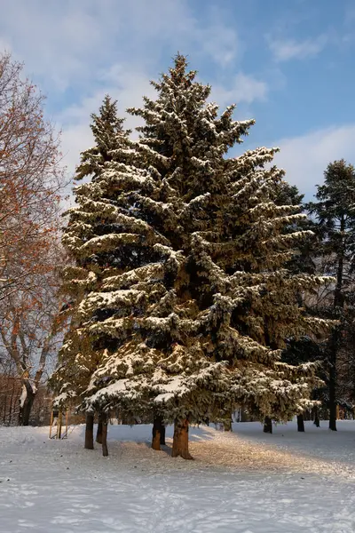 Spar Bomen Winter Met Sneeuw Takken Stedelijk Park Stockfoto
