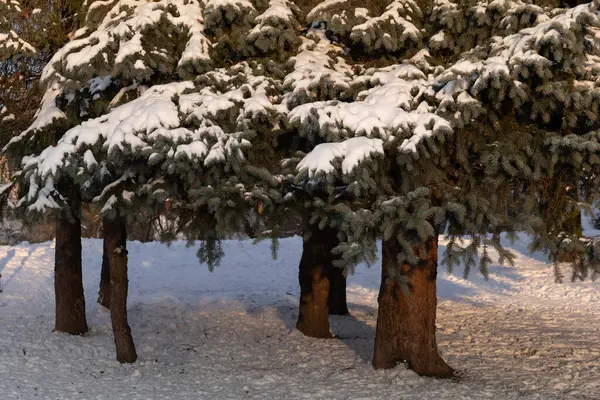 Spar Bomen Winter Met Sneeuw Takken Stedelijk Park Stockafbeelding