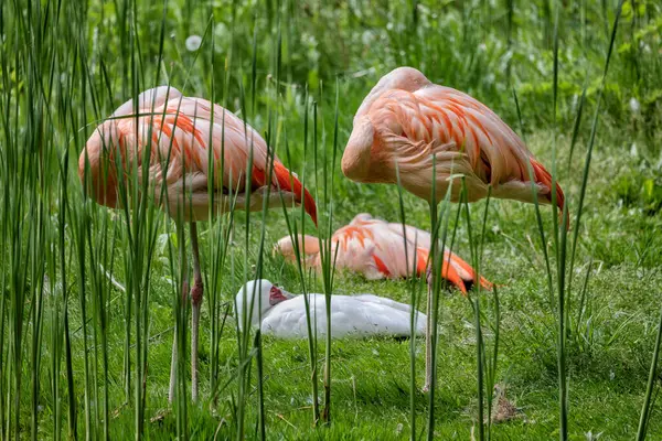 Şili Flamingosu Phoenicopterus Chilensis Kuşlar Uyurken Phoenicopteridae Familyasındaki Hayvanlar - Stok İmaj