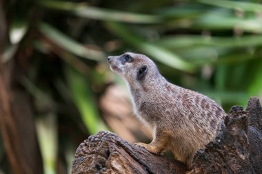Meerkat (Suricata suricatta), small mongoose animal in the family Herpestidae, native region: South Africa. clipart