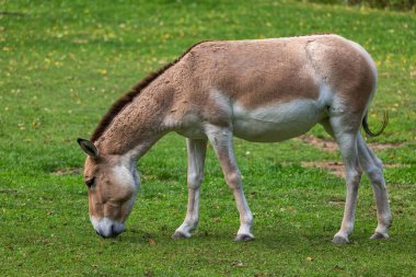 Turkmenian kulan (Equus hemionus kulan), also called Transcaspian wild ass or Turkmenistani onager, subspecies of Asiatic wild ass, animal in the family Equidae. clipart