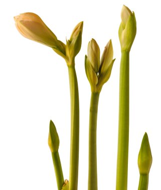 Beyaz arkaplan üzerindeki Blooming Hippeastrum (amaryllis) Çift Gökada Grp 