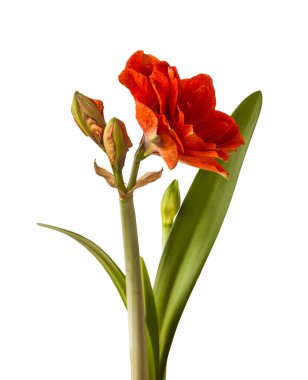 Çiçek açan kırmızı Hippeastrum (amarillis) 