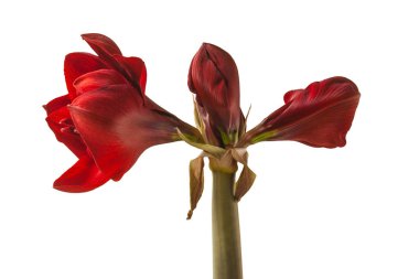 Bud koyu kırmızı Hippeastrum (amarillis) 