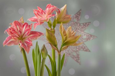 Bloom Hippeastrum (amaryllis) Galaksi Galaksisi Grp 'in gri bulanık noelde' Pretty nymph 'i ya da dekoratif kar tanesiyle yeni yıl arkaplanı. Pankart, takvim, kartpostal için arkaplan.