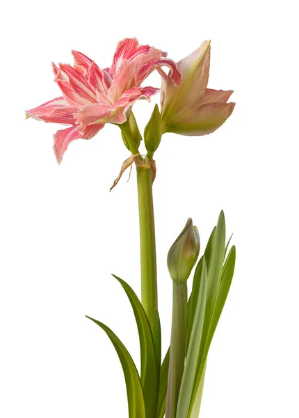 Bloom Hippeastrum Amaryllis Double Galaxy Grp Pretty Nymph White Background — Stock Photo, Image