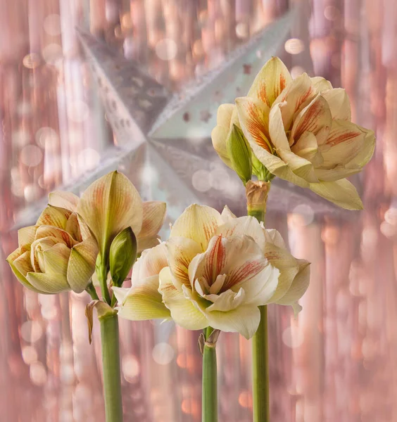 Blooming Hippeastrum Amaryllis Double Galaxy Grp Nymph Background Tinsel Christmas — Stock Photo, Image
