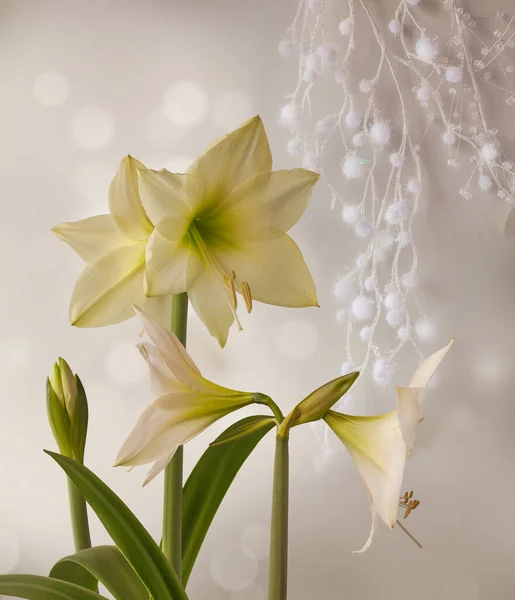 Kvetoucí Amaryllis Hippeastrum Galaxy Group Lemon Star Šedé Vánoční Pozadí — Stock fotografie