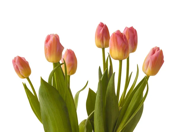 Blooming Rosa Triumph Tulips Sorterer Tom Pouce Seng Hvit Bakgrunn – stockfoto