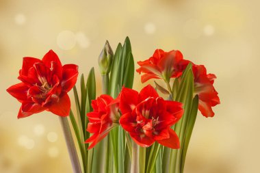 Yeşil arka planda çiçek açan hippeastrum (amaryllis) Çift Galaksi Grubu 