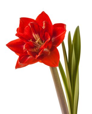 Beyaz arka planda çiçek açan kırmızı hippeastrum (amaryllis) Çift Galaksi Grubu 