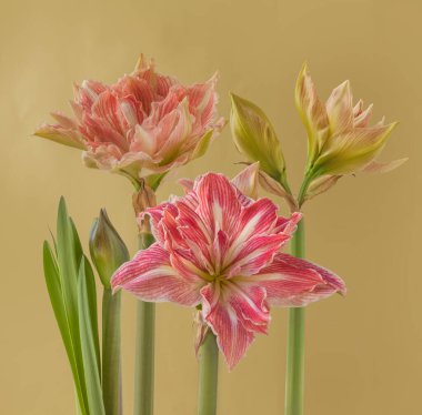 Çiçekli Hippeastrum (amaryllis) Çift Galaksi Grp 'Pretty Nymph' yeşil arka planda.