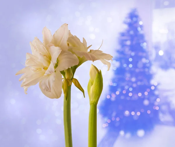 Blooming Hippeastrum Amaryllis Double Galaxy Grp Arctic Nymph Background Christmas — Stock Photo, Image
