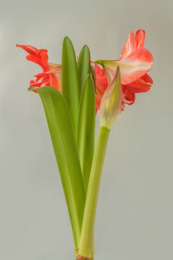 Çifte hippeastrum (amaryllis). Hayır. Gri arkaplanda 28