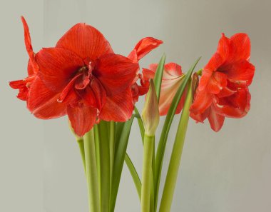 Çifte hippeastrum (amaryllis). Hayır. Gri arkaplanda 28