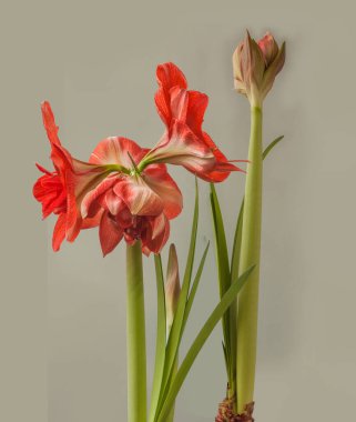 Çifte hippeastrum (amaryllis). Hayır. Gri arkaplanda 28