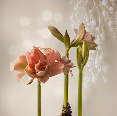 Bud Hippeastrum (amaryllis) Çift Galaksi Grp 'Pembe Zafer' yeni yıl dekorunun arka planında. Reklam için arka plan, kartpostallar, takvim. Gri tatil geçmişi.
