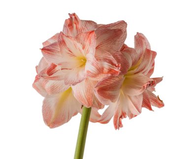 Amaryllis Çiçeği (Hippeastrum) Çift Gökada Grubu 