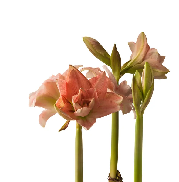 Trzy Pedałki Pączkami Kwiatami Hippeastrum Amaryllis Double Galaxy Grp Pink — Zdjęcie stockowe