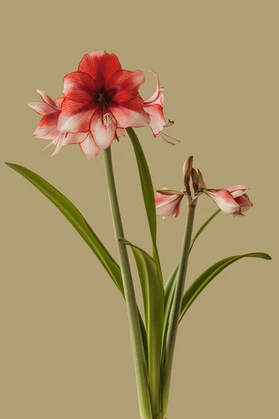 Bloom Red White Amaryllis Hippeastrum Galaxy Group Charisma Green Background — 스톡 사진