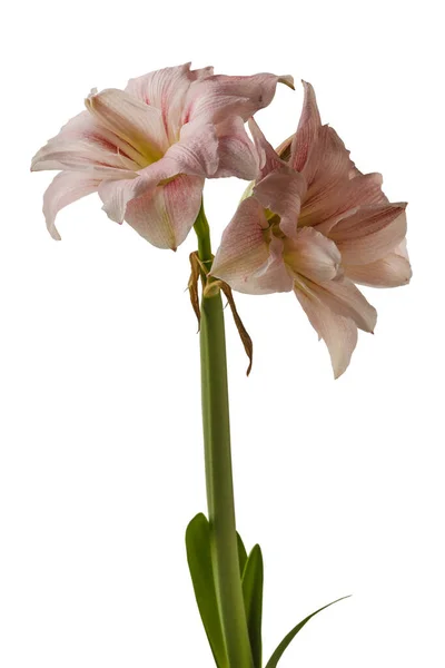 Bloom Hippeastrum Amaryllis Double Galaxy Grp Pink Glory Auf Weißem — Stockfoto