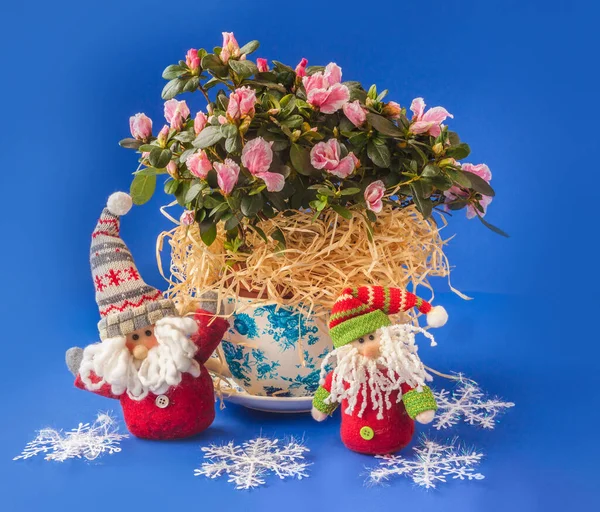 冬の休暇を飾るヴィンテージポットのツツジ シャクナゲ と青の背景におもちゃのノーム — ストック写真