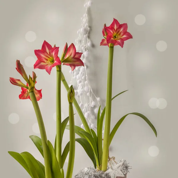 Blommar Rosa Flodhäst Amaryllis Diamond Group Tres Belle Vintern Semester — Stockfoto