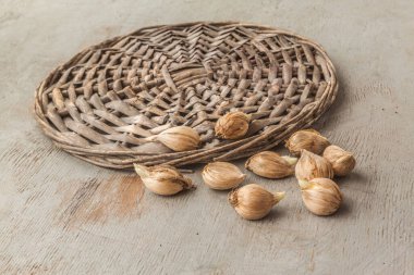 Iris reticulata soğanı, ağlı göz ya da gri masaya yerleştirmeden önce altın ağlı süsen çiçeği..