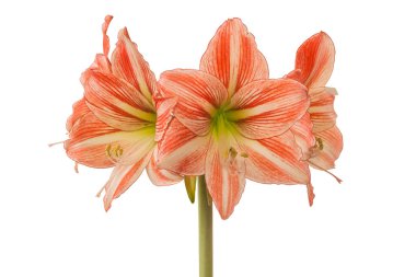 Blooming Hippeastrum (Amaryllis) Beyaz zemin üzerindeki elmas grubu 