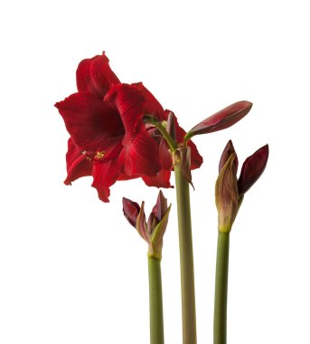 Çiçek koyu kırmızı Hippeastrum (amarillis) Galaksi grubu 'Arap gecesi' beyaz arka planda izole edildi