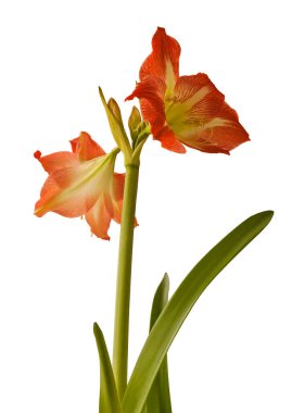 Beyaz arka planda ortaya çıkan Amaryllis Hippeastrum 