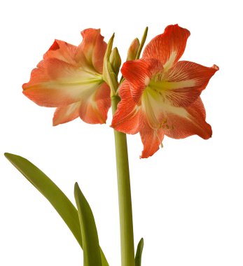 Blooming Amaryllis Hippeastrum  