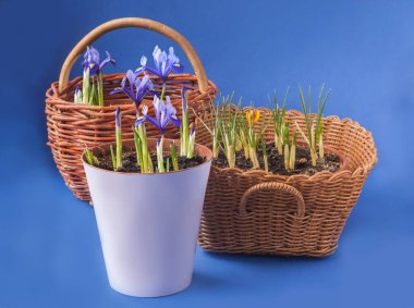 Mavi arka planda gelişen Iridodictyum ve Crocus sepetleri