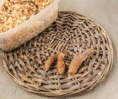 Enlarged bud with sprout and rhizomes of gloriosa in spring. Beginning of the growing season gloriosa lily