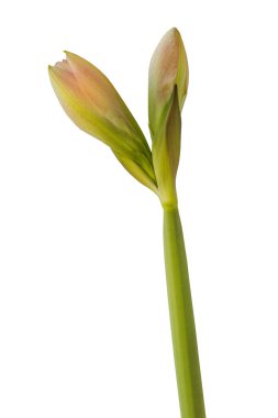 Bud Hippeastrum (amaryllis) Çift Galaxy Grp 'Pembe Zafer' beyaz arka planda izole edilmiş.