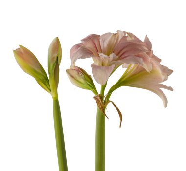 Beyaz arka planda Biooming Hippeastrum (amaryllis) Çift Galaxy Grp 'Pembe Zafer'.