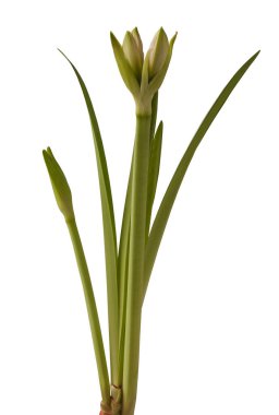 Double  Hippeastrum (amaryllis) varieties 