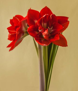 Yeşil arka planda çiçek açan hippeastrum (amaryllis) Çift Galaksi Grubu 